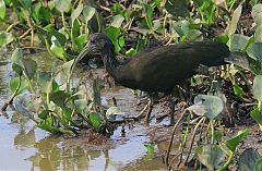 Green Ibis